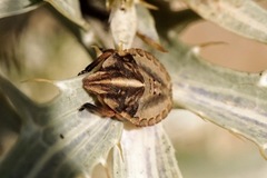 Graphosoma semipunctatum