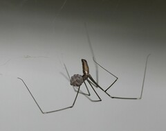 Crossopriza
