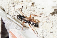 Cryptocheilus variabilis