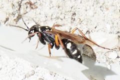 Cryptocheilus variabilis