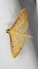 Herpetogramma bipunctalis