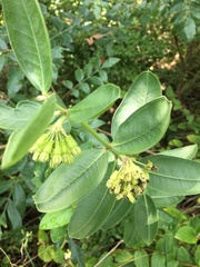 Asclepias viridiflora