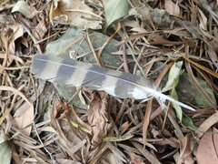 Spilornis cheela