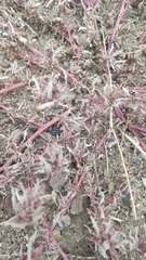 Amaranthus blitoides