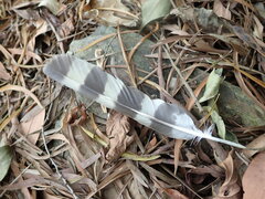 Spilornis cheela