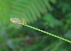 Eleocharis wichurae