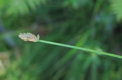 Eleocharis wichurae