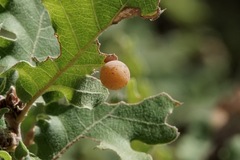 Cynips quercus