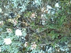 Anthyllis vulneraria