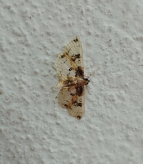 Compacta hirtalis