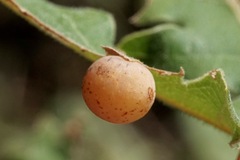 Cynips quercus