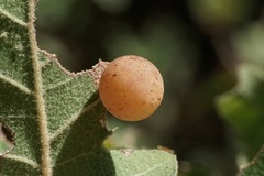 Cynips quercus