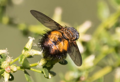 Paradejeania rutilioides