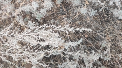 Artemisia austriaca