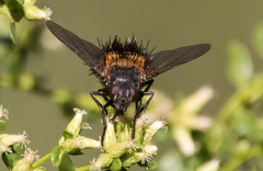 Paradejeania rutilioides