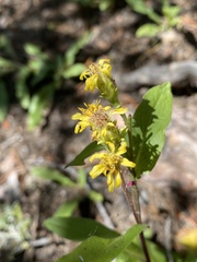 Solidago pallida