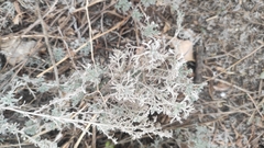 Artemisia austriaca