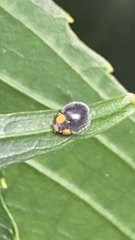 Apolinus lividigaster
