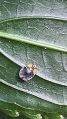 Apolinus lividigaster