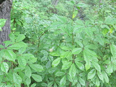 Eleutherococcus senticosus