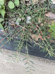 Angiospermae