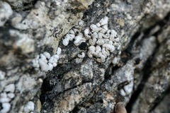 Toninia candida