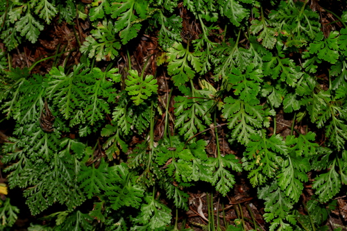 Davallia pusilla observed 2014-09-11