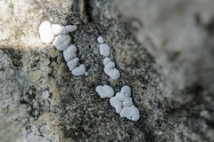 Toninia candida