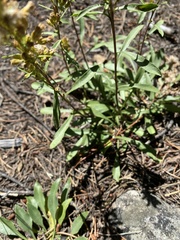 Solidago pallida