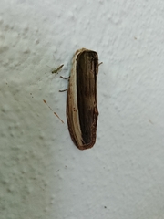 Truncaptera truncata