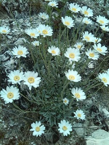 Image of Achillea ageratifolia by (c) Andre Hosper, some rights reserved (CC BY)