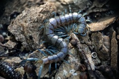 Scolopendra dalmatica