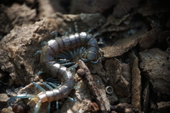 Scolopendra dalmatica