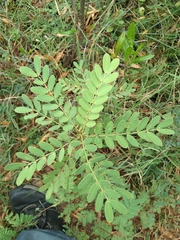 Senna auriculata