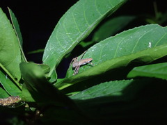 Hamadruas hieroglyphica