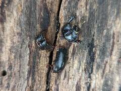 Eophileurus chinensis