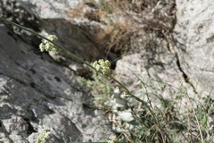 Cyathoselinum tomentosum