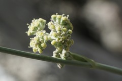 Cyathoselinum tomentosum
