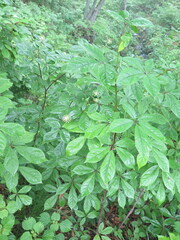 Eleutherococcus senticosus