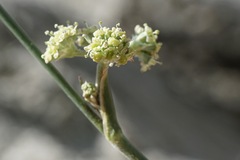 Cyathoselinum tomentosum