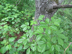 Eleutherococcus senticosus