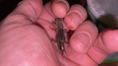 Gryllotalpa orientalis