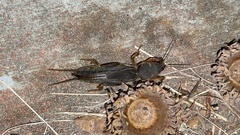 Gryllotalpa orientalis
