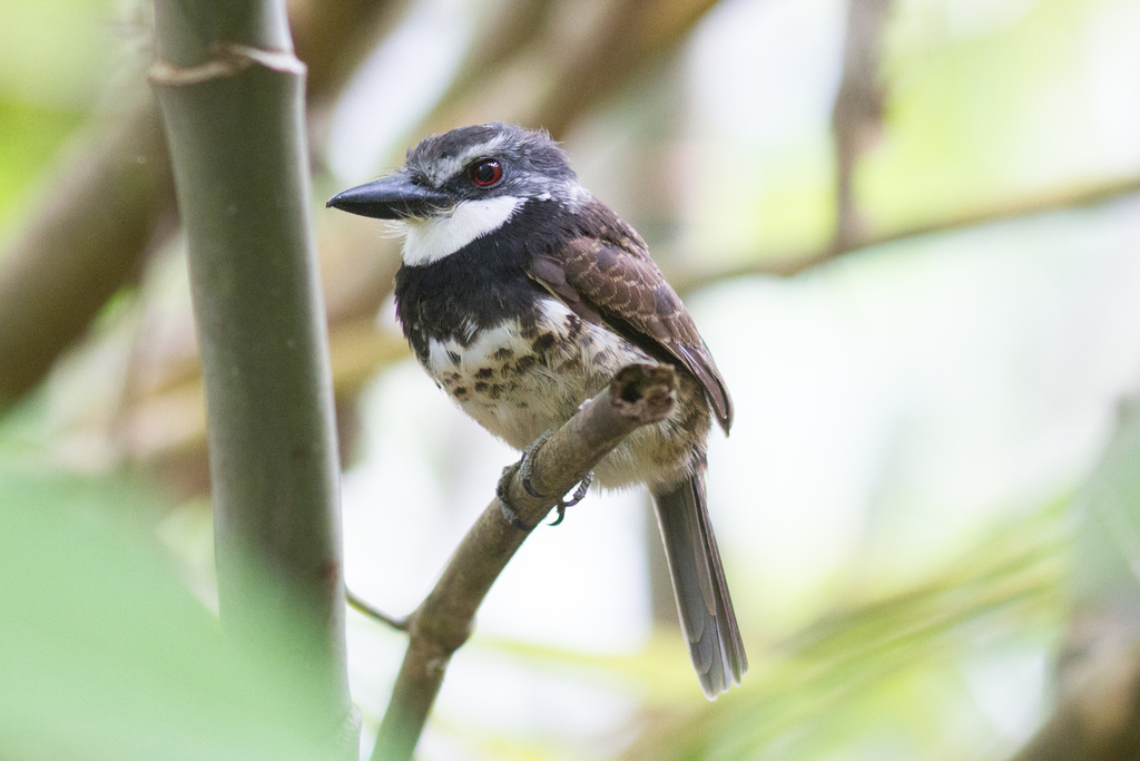 Sooty-capped Puffbird photo