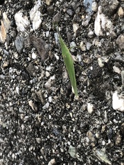 Atractomorpha sinensis