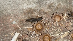 Gryllotalpa orientalis