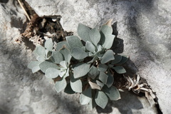 Resetnikia triquetra