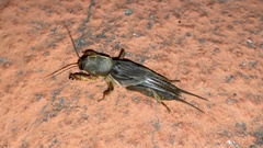 Gryllotalpa orientalis