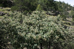 Buddleja cordata
