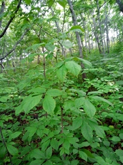 Eleutherococcus senticosus